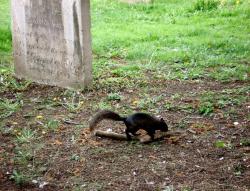 black-squirrel-1.jpg